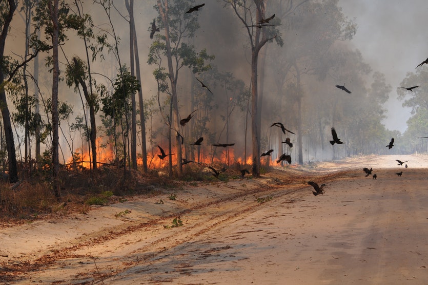 Climate Change Fueled the Australia Fires. Now Those Fires Are Fueling Climate Change